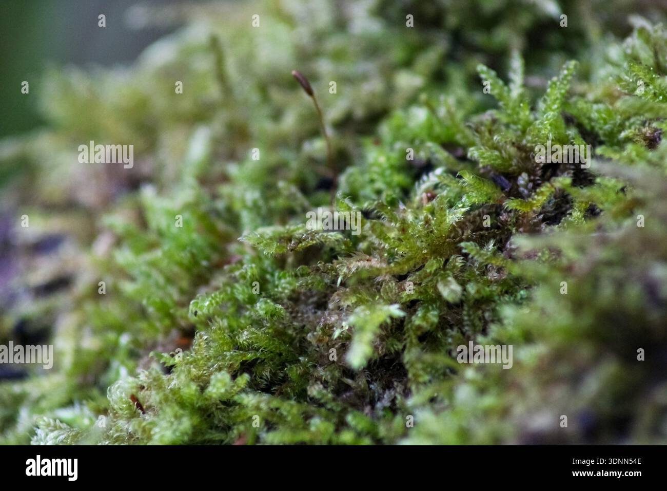 Leuchtendes grünes Moos bildet einen üppigen, strukturierten Teppich. Es sind zarte, gefiederte Stiele und winzige Blätter zu sehen, über denen sich ein schlanker Sporophyt erhebt. Stockfoto