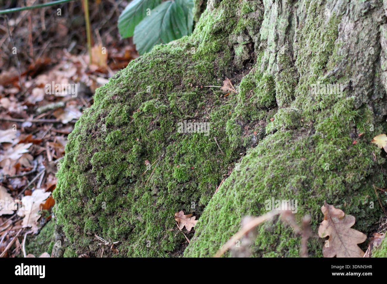 Leuchtendes grünes Moos bildet einen üppigen, strukturierten Teppich. Es sind zarte, gefiederte Stiele und winzige Blätter zu sehen, über denen sich ein schlanker Sporophyt erhebt. Stockfoto