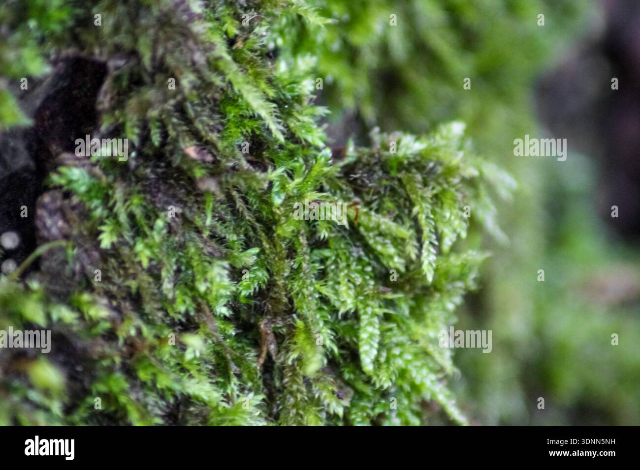 Leuchtendes grünes Moos bildet einen üppigen, strukturierten Teppich. Es sind zarte, gefiederte Stiele und winzige Blätter zu sehen, über denen sich ein schlanker Sporophyt erhebt. Stockfoto