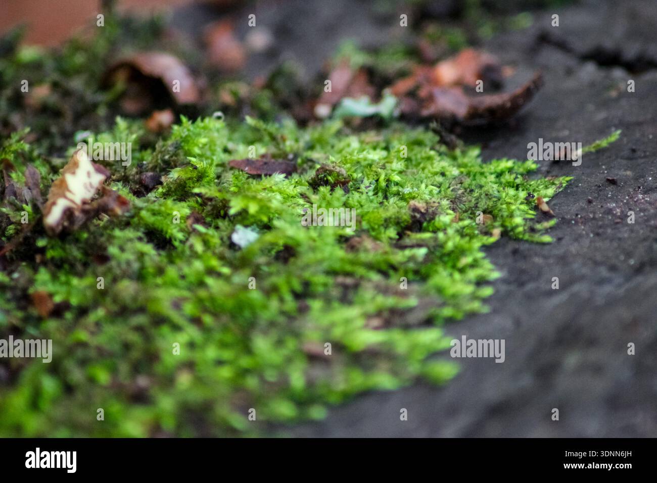 Leuchtendes grünes Moos bildet einen üppigen, strukturierten Teppich. Es sind zarte, gefiederte Stiele und winzige Blätter zu sehen, über denen sich ein schlanker Sporophyt erhebt. Stockfoto