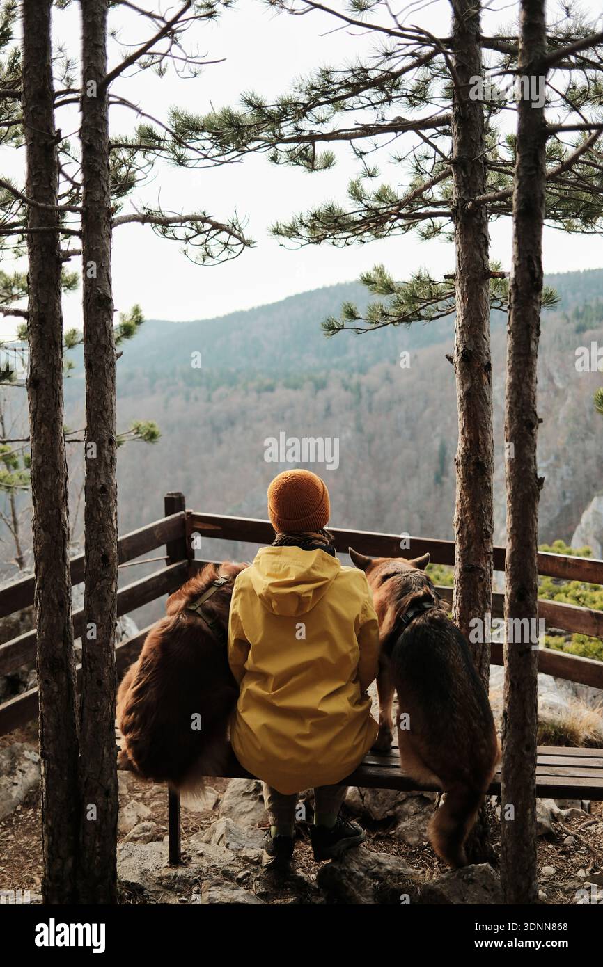 Frau, die mit einem deutschen und australischen Schäferhund reist, auf einer Bank an einem Aussichtspunkt in den Bergen im Tara-Nationalpark, Serbien, ausruht und Wanderungen zeigt Stockfoto
