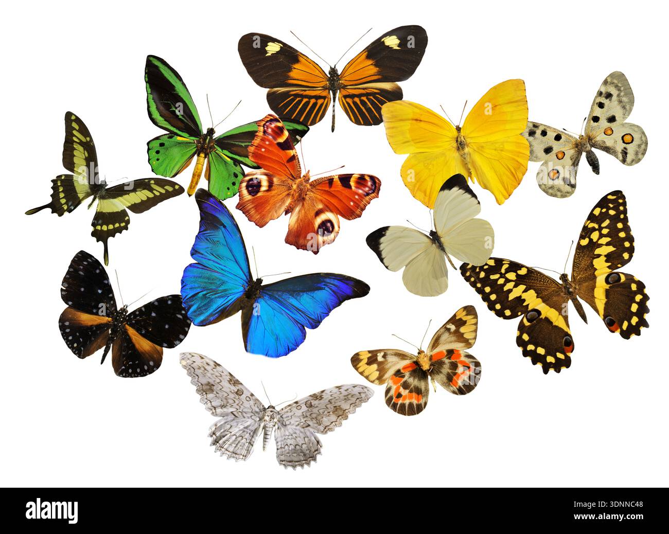 Gruppe von schöne farbenfrohe Schmetterling vor weißem Hintergrund Stockfoto