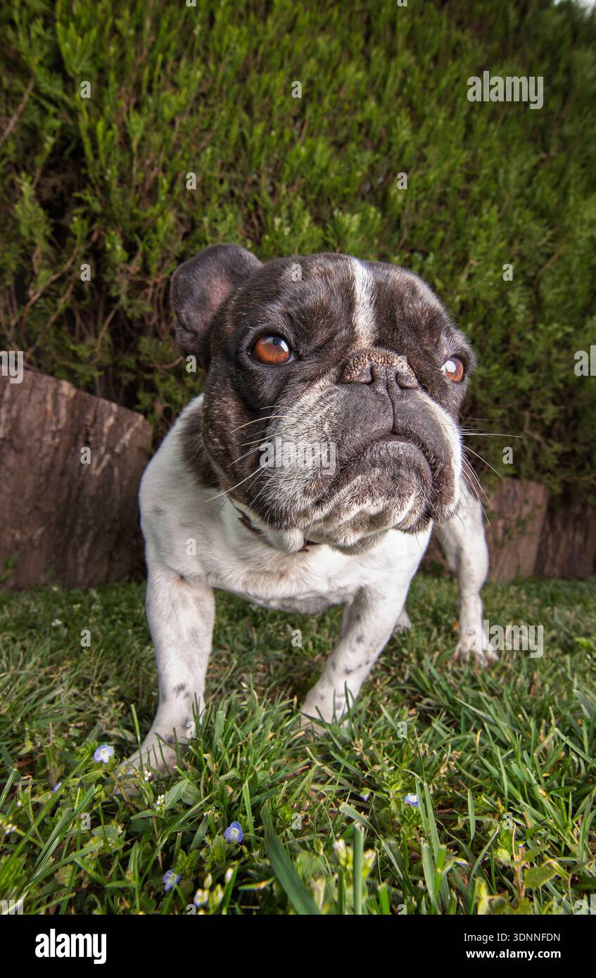 Eine verspielte französische Bulldogge steht in einem üppigen Garten, mit weiten Augen vor Neugier. Der Boden besteht aus Gras mit kleinen Blüten, und eine Hecke bildet ein natürliches Stockfoto
