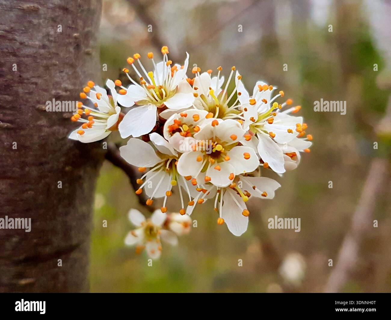 Nahaufnahme von weißen Blüten, die direkt aus einem dicken Baumstamm in einem Schweizer Wald sprießen, mit starkem Kontrast zwischen Rindenstruktur und Frühlingsblüte. Stockfoto