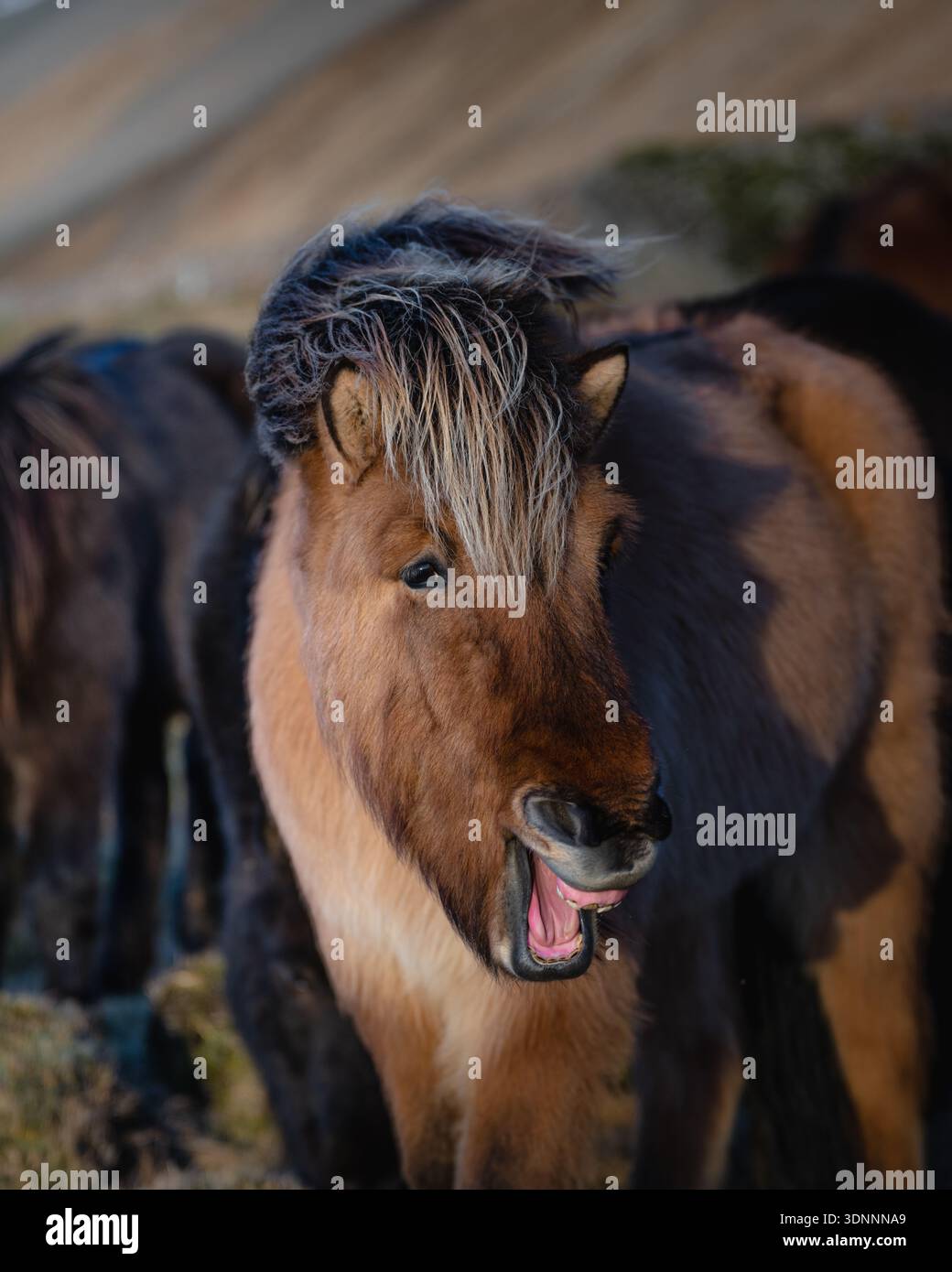 Blick auf ein braunes isländisches Pferd mit offenem Mund, Mähne im Wind, steht in einer rauen Landschaft, Höfn, Island. Stockfoto