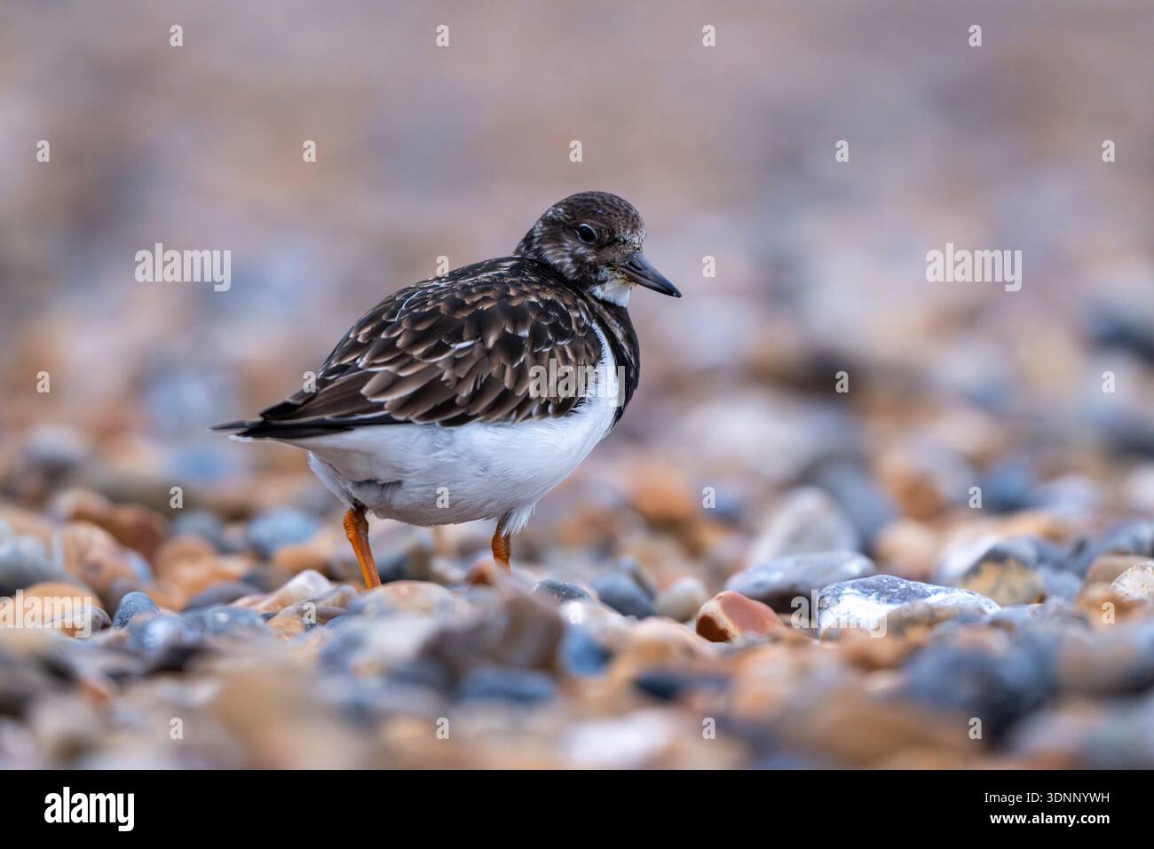 Turnstone auf der Suche zwischen Steinen am Kiesstrand Stockfoto