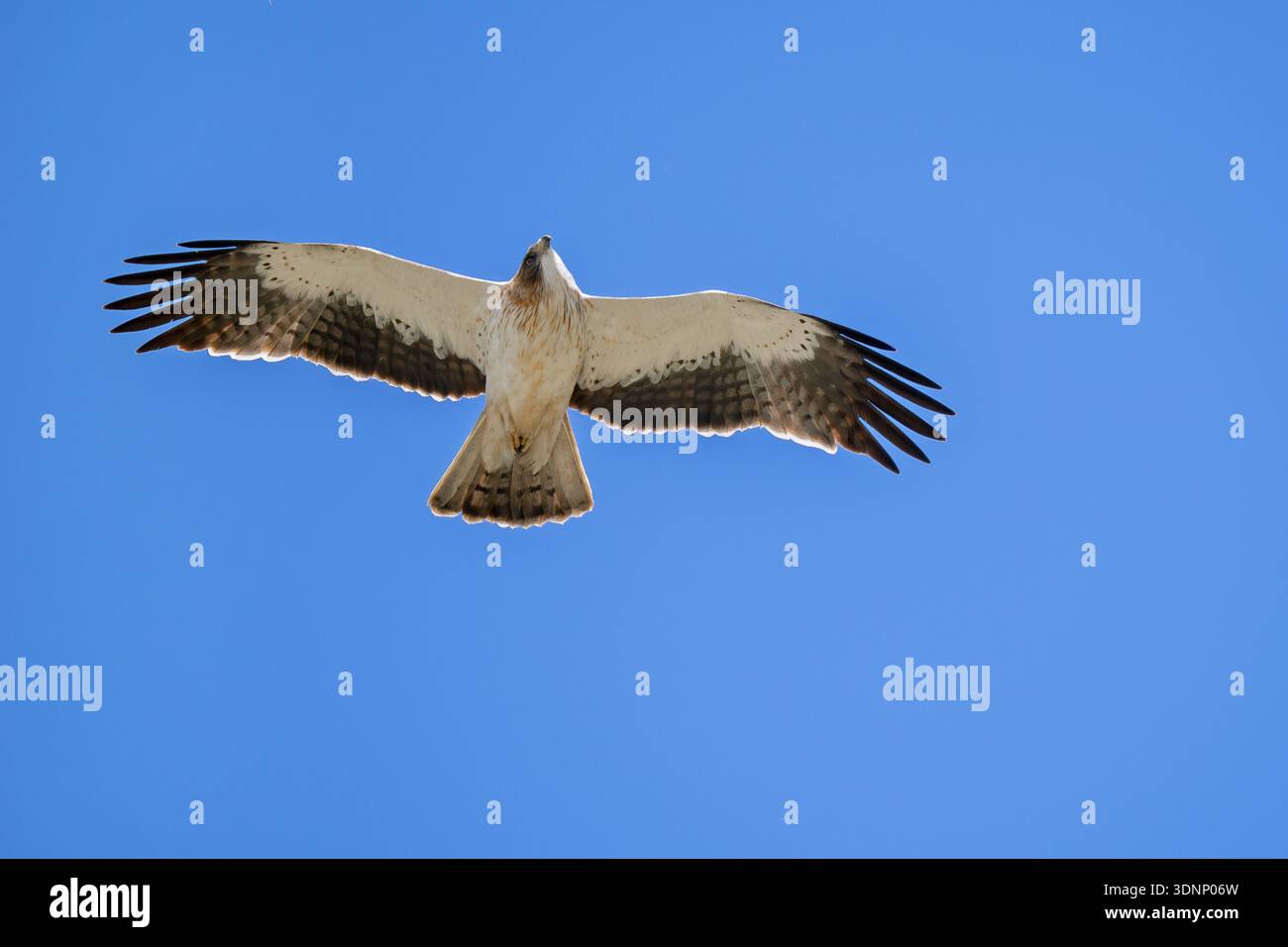 Lichtermorph des Booted Adlers (Hieraaetus pennatus / Aquila pennata) im Flug gegen den blauen Himmel, Spanien Stockfoto