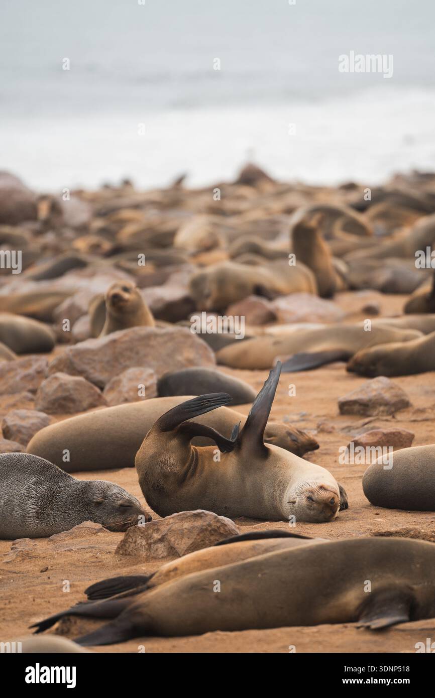 Eine malerische Szene von Kap-Pelzrobben, die an einem felsigen Strand entlang Namibias Küste faulenzen. Diese Meeressäuger sind ein Highlight der Natur des Landes Stockfoto