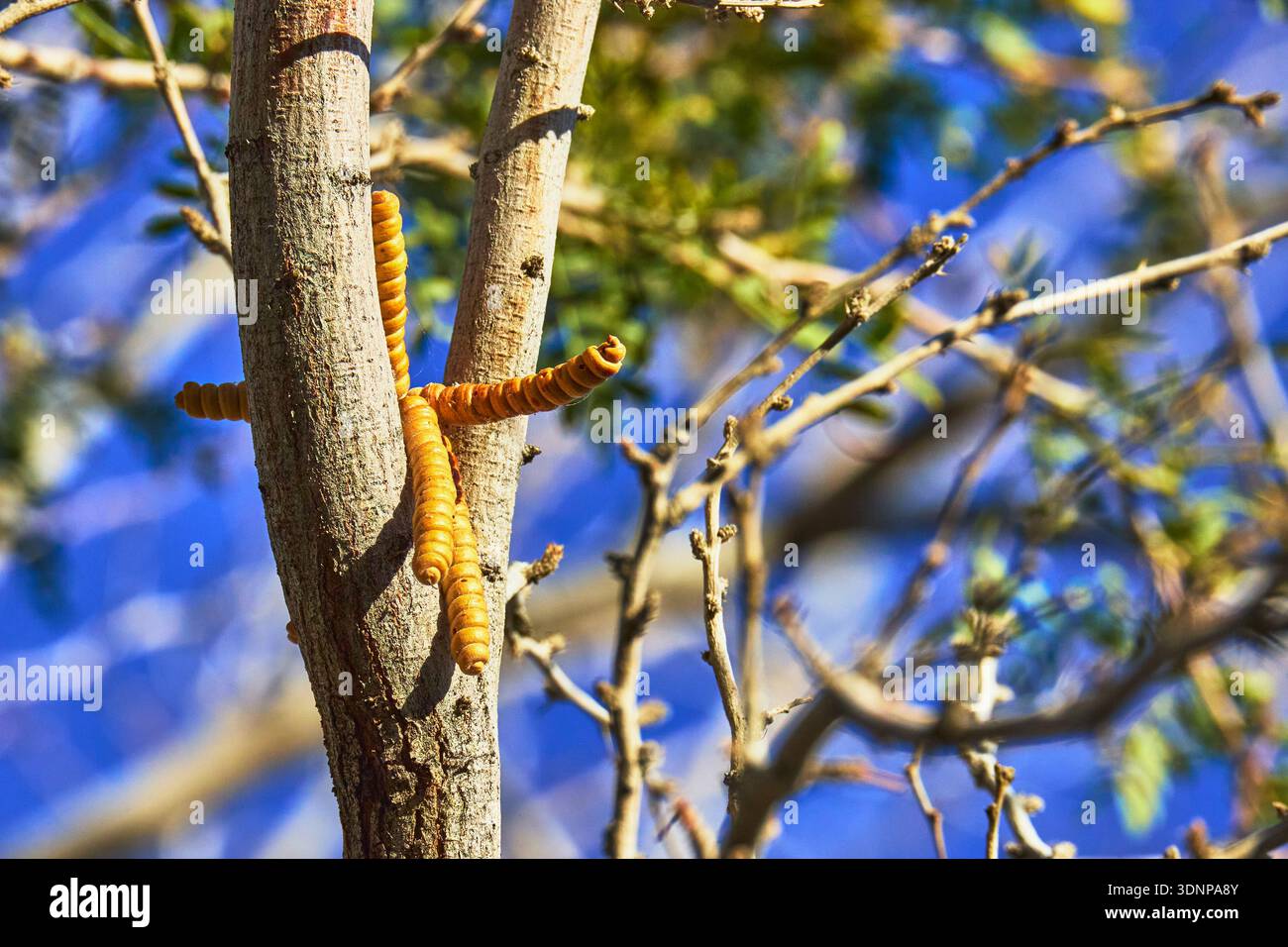 Samenkapseln und Baumzweige schließen sich im Sonnenlicht mit Wüstenflora Stockfoto