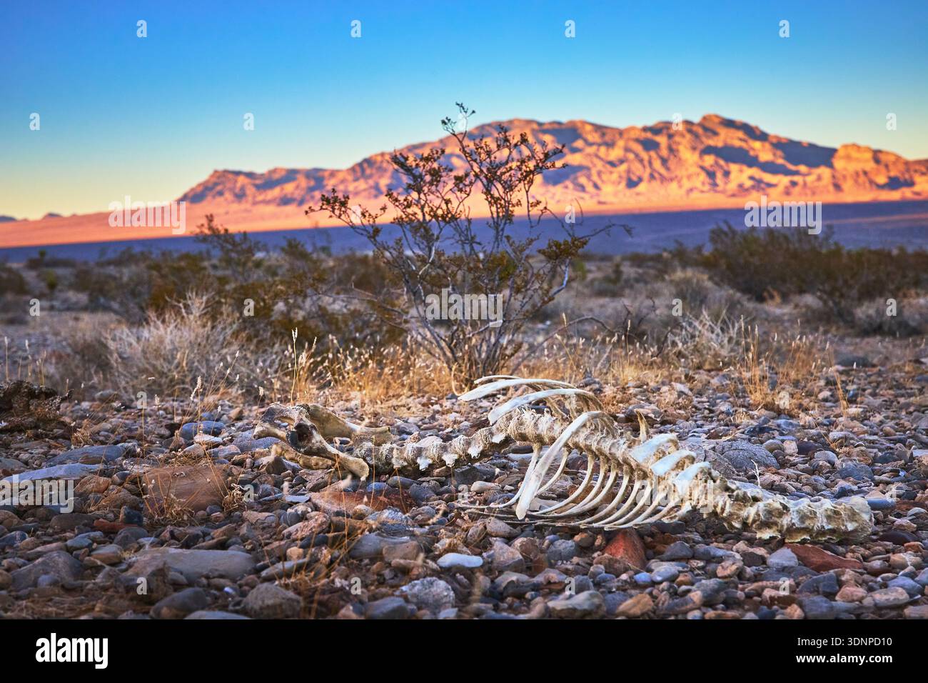 Maultierhirsch Skelett und Wüstenlandschaft bei Golden Hour in Nevada Stockfoto