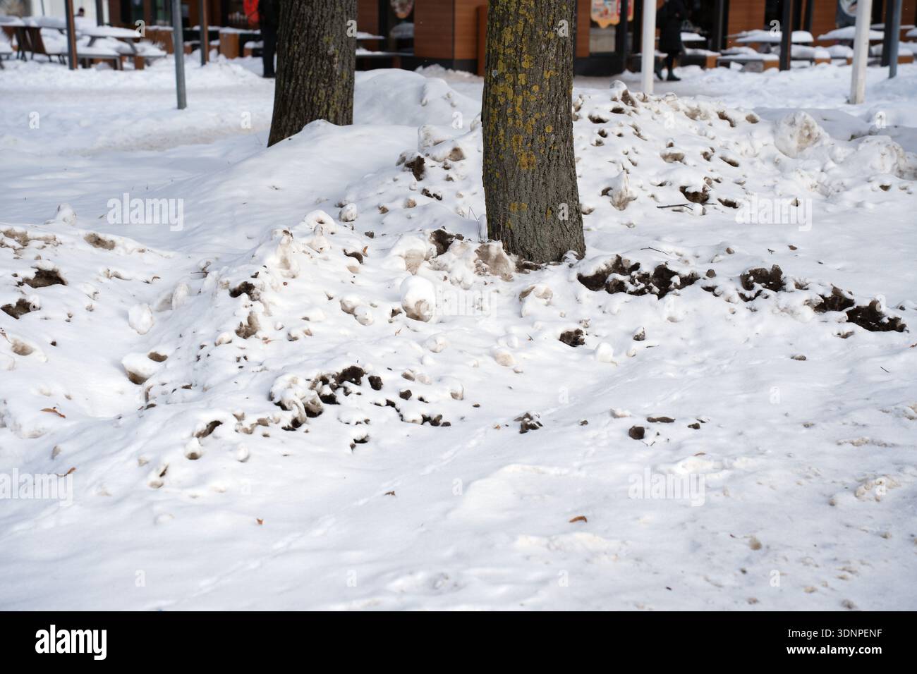 Urbane Winterszene mit Baumstämmen, umgeben von aufgewühlten, schmutzigen Schneehügeln und freiliegendem Boden auf einem Park plaza; Flechten gesprenkelte Rinde, verstreut Stockfoto