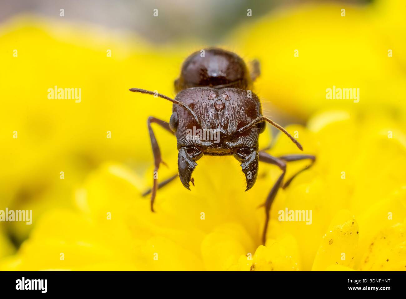 Makrofoto einer Ant auf der gelben Blume mit geöffnetem Unterkiefer. Stockfoto