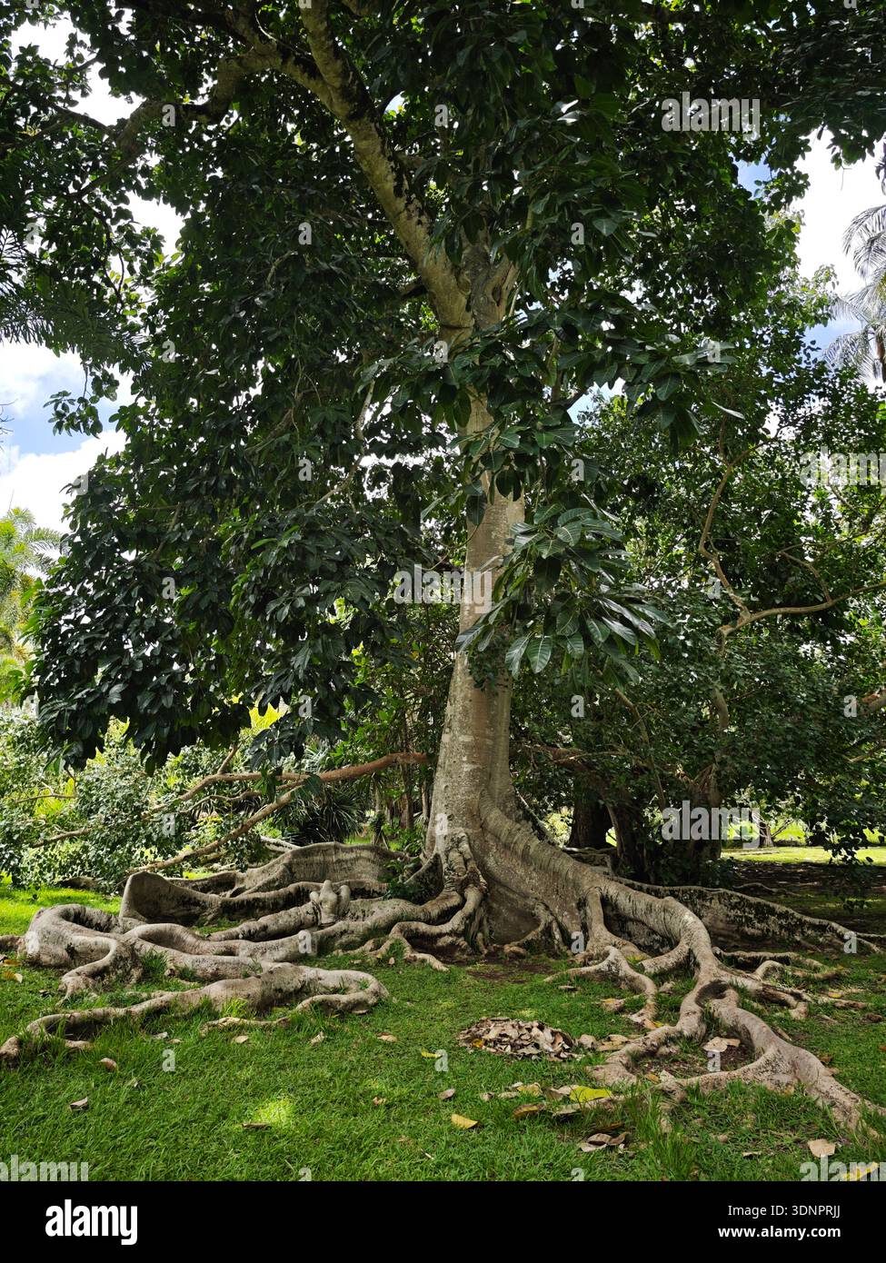 Großer tropischer Baum mit massiven freiliegenden Wurzeln im Sir Seewoosagur Ramgoolam Botanical Garden (Pamplemousses Botanical Garden), Mauritius, Januar 2026. Stockfoto