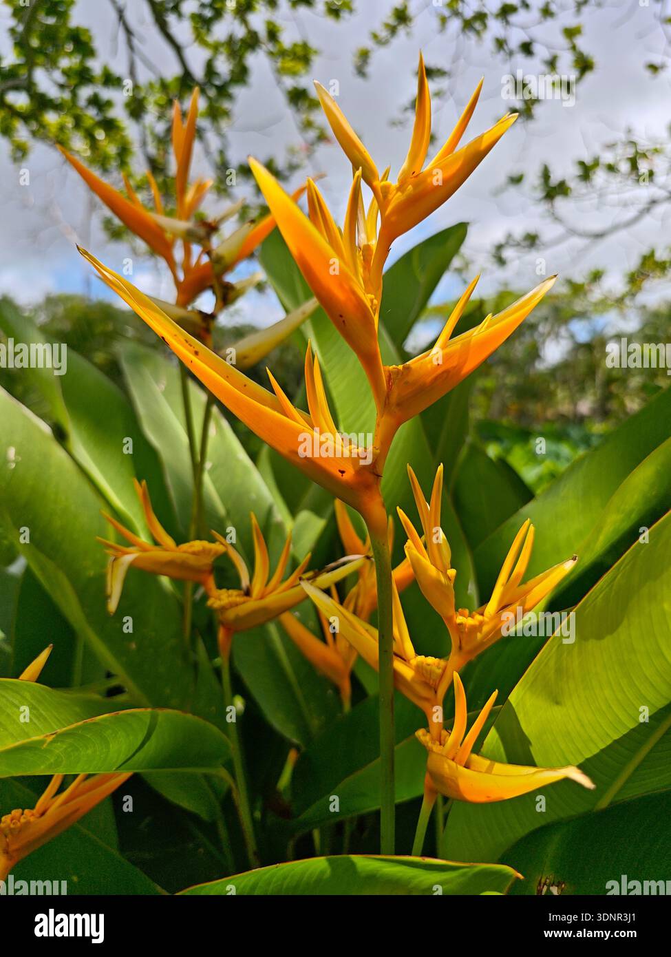 Nahaufnahme einer leuchtend orangefarbenen Helikonia-Blume (Heliconia psittacorum) in einem tropischen Garten, umgeben von üppig grünem Laub und natürlichem Licht. Stockfoto