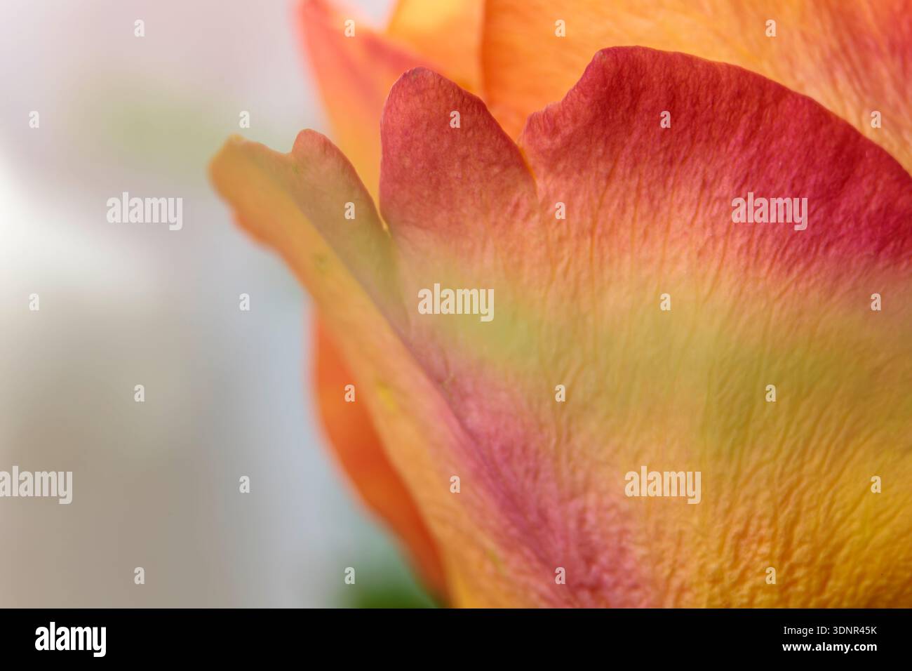 Nahaufnahme von leuchtenden orangefarbenen Rosenblättern mit absichtlicher künstlerischer Unschärfe. Weiche Blumenstruktur für feminine Schönheit und luxuriöses Markendesign. Stockfoto