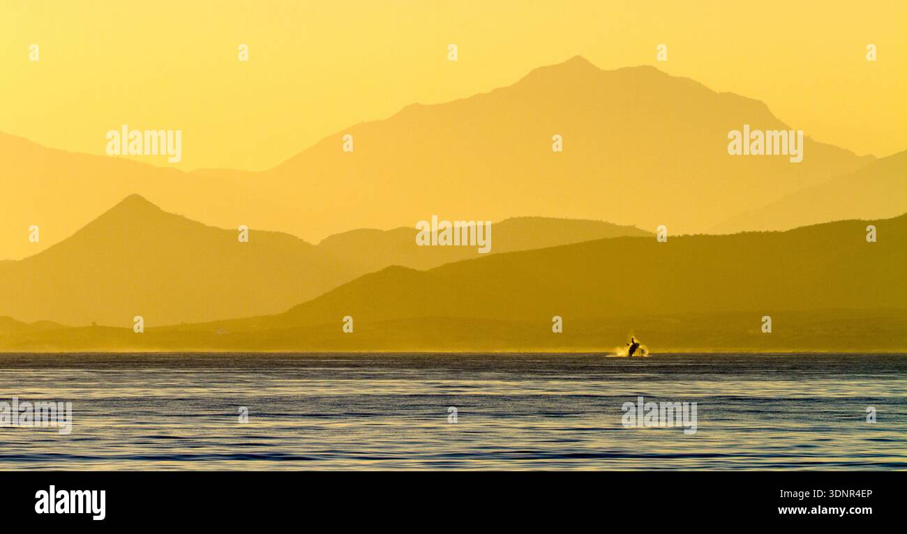 Ein Buckelwal (Megaptera novaeangliae) bricht spektakulär gegen einen orangen Sonnenuntergangshimmel im Golf von Kalifornien vor Baja California Sur, Mexic Stockfoto