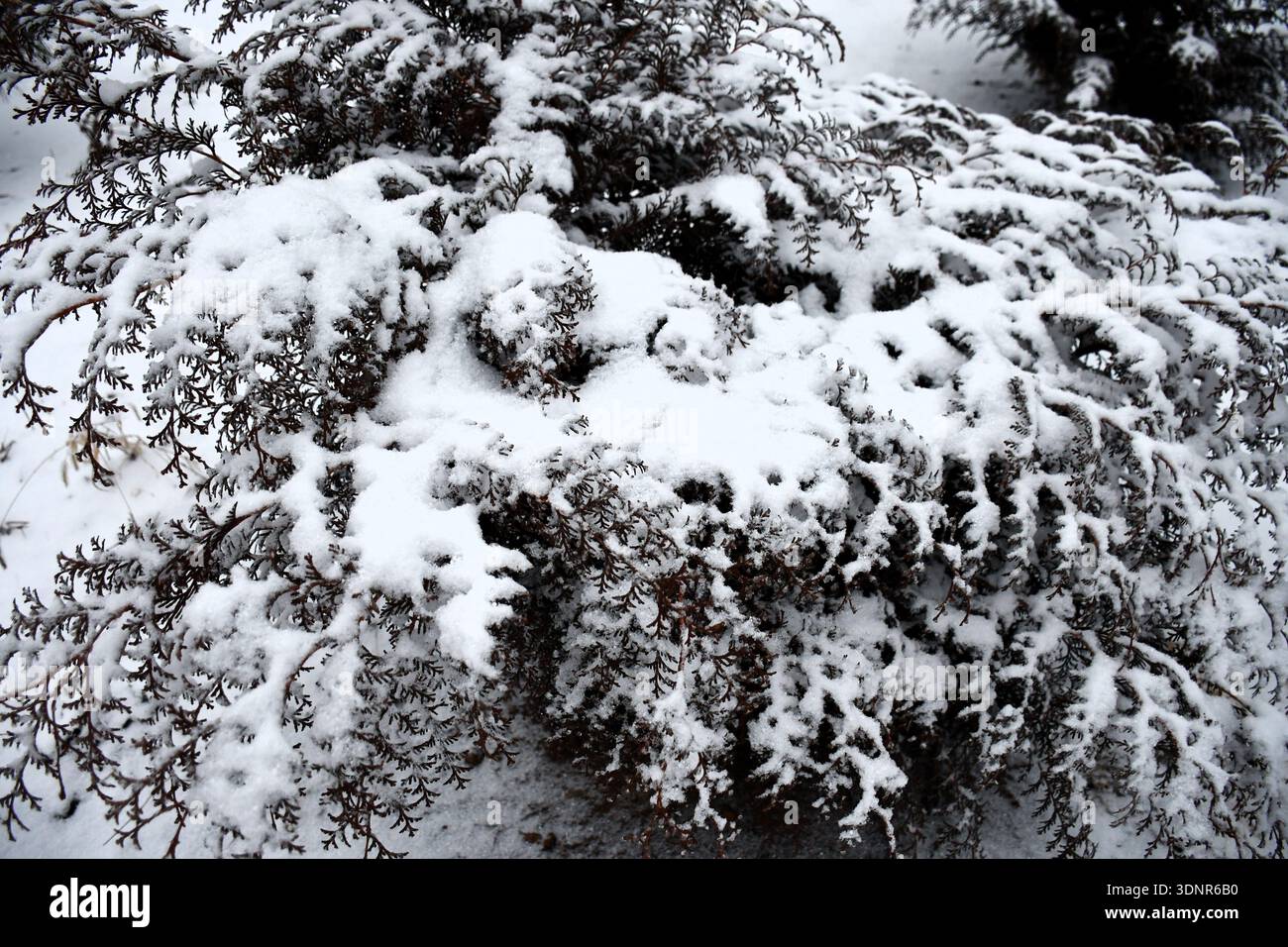 Schneemuster. Schnee in Tokio. Stockfoto