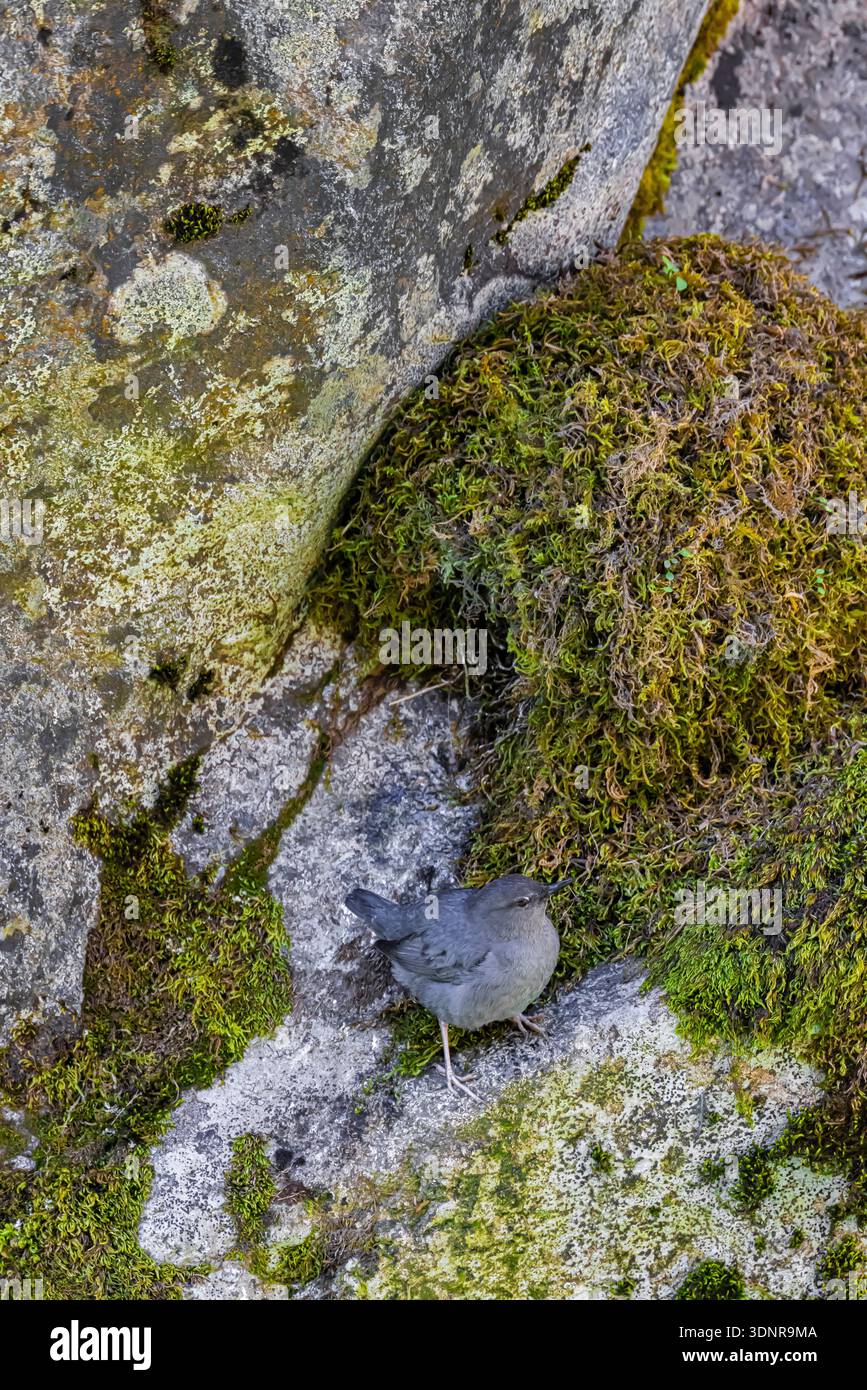 American Dipper, Cinclus mexicanus, verlässt das Nest nach der Fütterung der Jungen, oberhalb des Dosewallips River, Washington State, USA Stockfoto