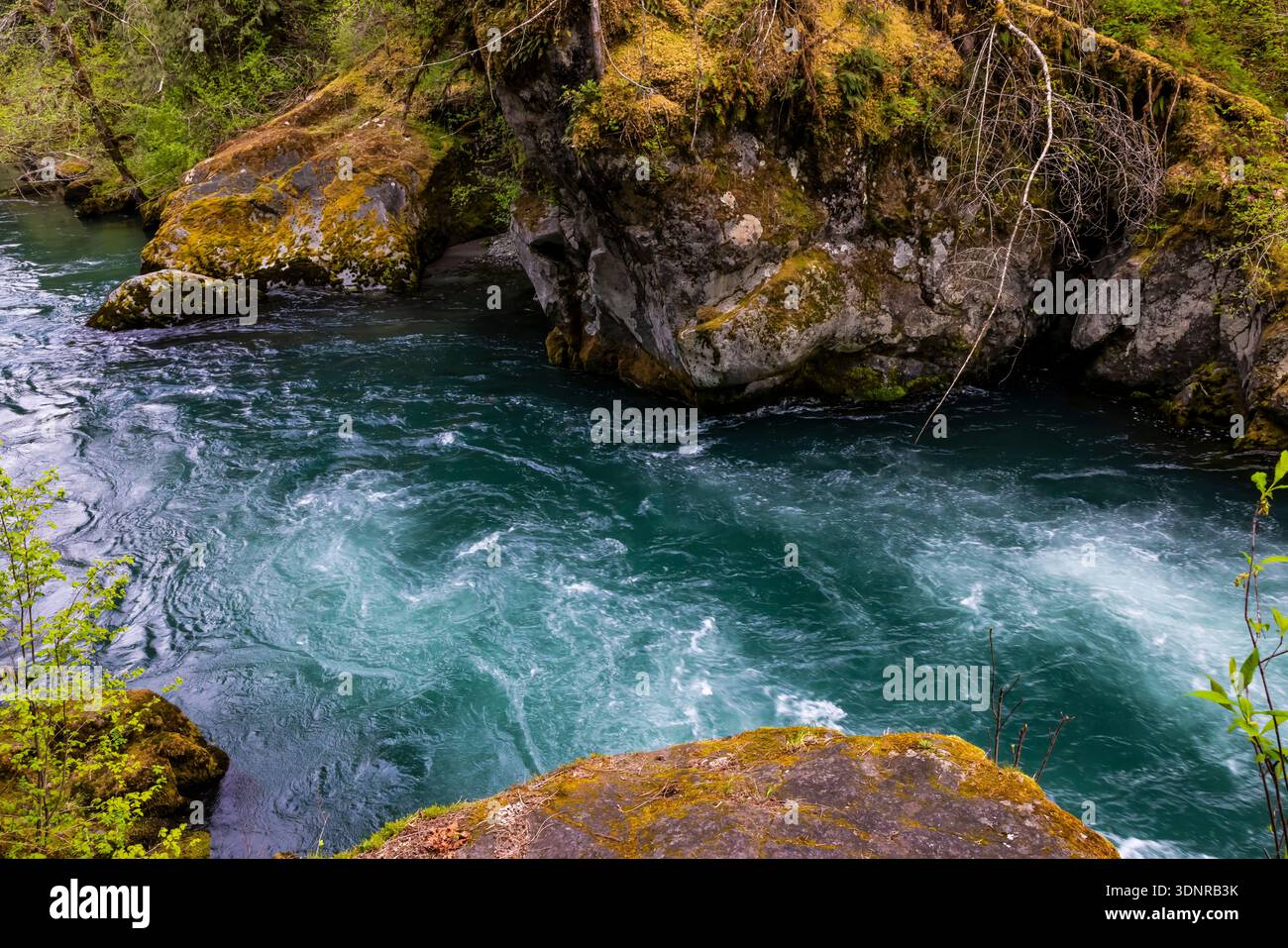 American Dipper, Cinclus mexicanus, nistet auf einem Felsbrocken am Dosewallips River im US-Bundesstaat Washington Stockfoto