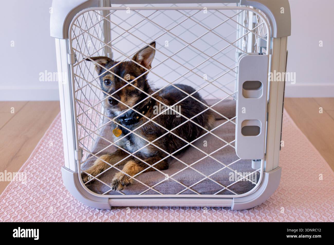 Ein Border Terrier in einer Kiste zu Hause Stockfoto