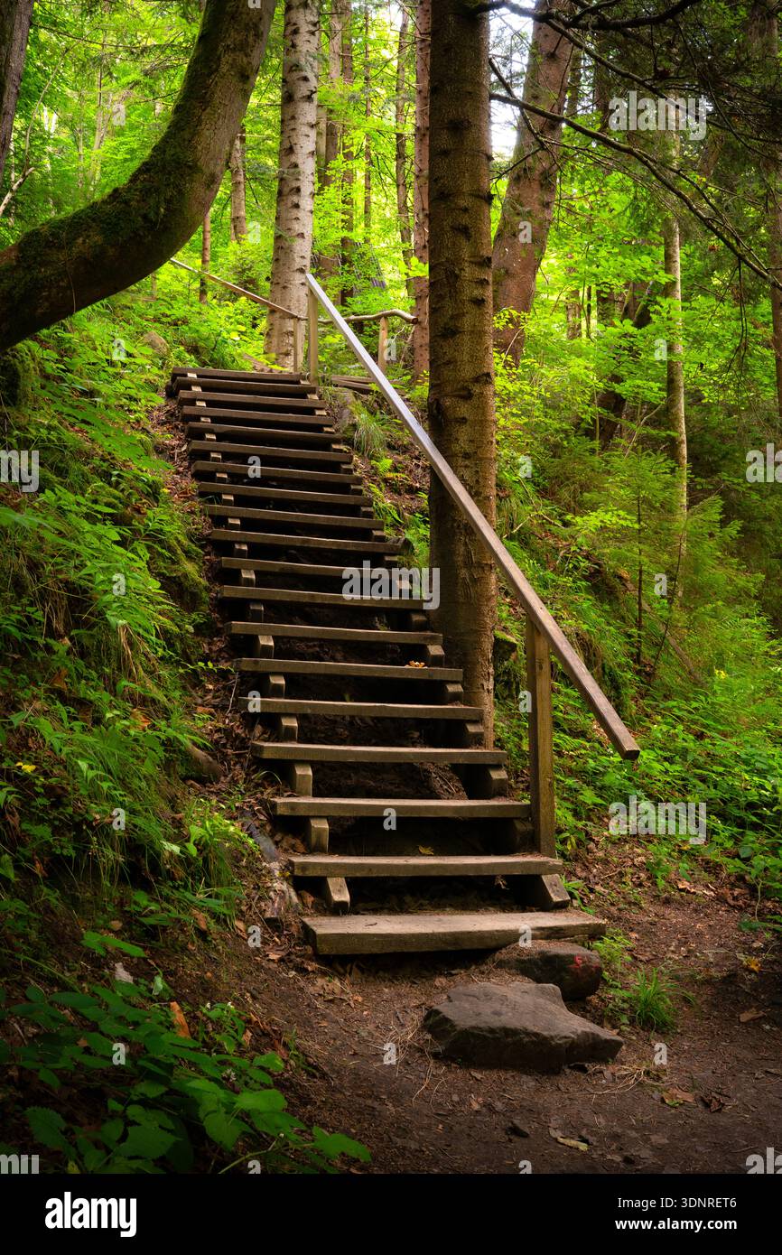Eine Holztreppe führt durch einen üppigen grünen Wald, umgeben von hohen Bäumen und dichter Vegetation. Die Stufen und der Handlauf sorgen für eine starke Steigung Stockfoto