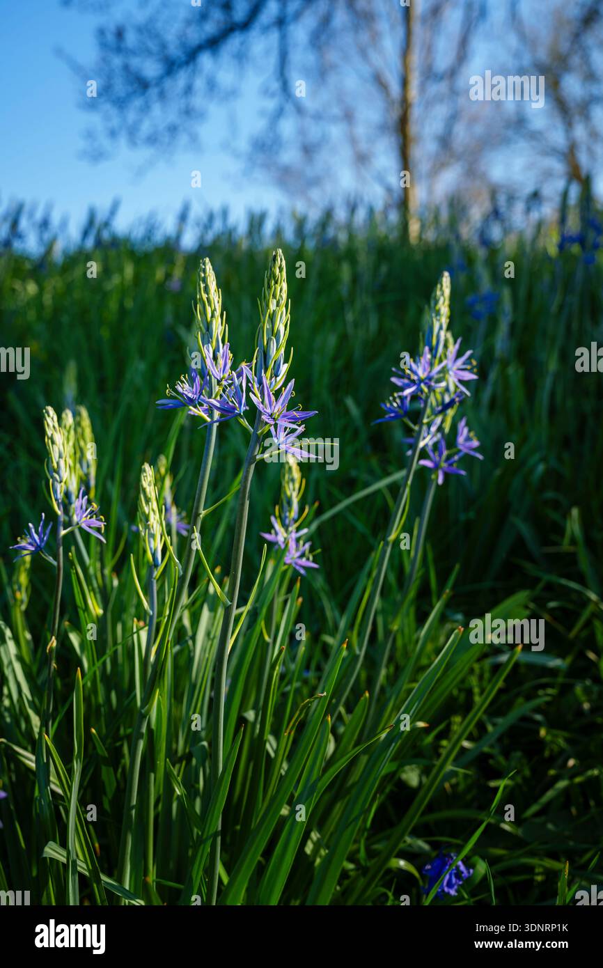 Im Frühjahr blühende blaue Camassia leichtinii im RHS Garden Wisley, Surrey, Südosten Englands Stockfoto