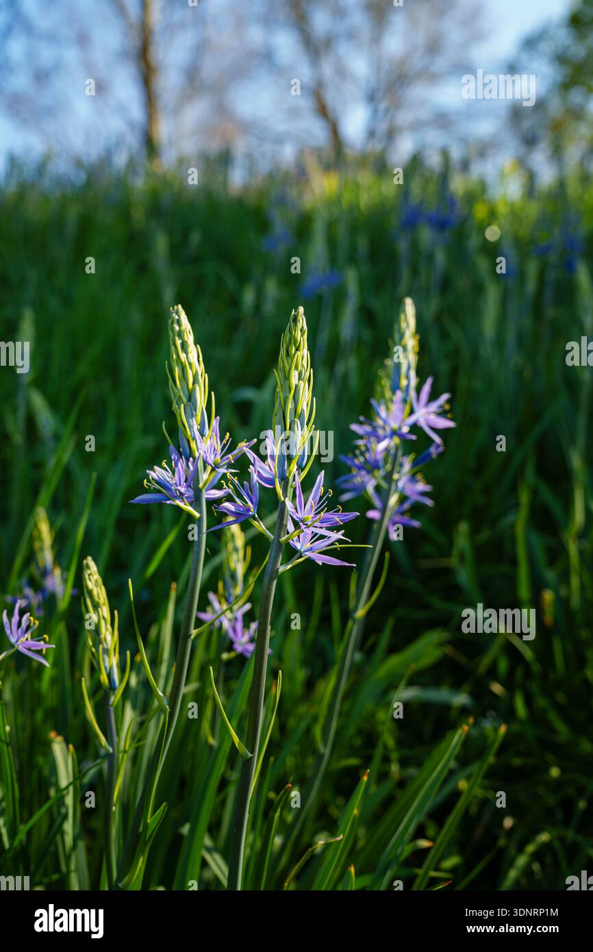 Im Frühjahr blühende blaue Camassia leichtinii im RHS Garden Wisley, Surrey, Südosten Englands Stockfoto