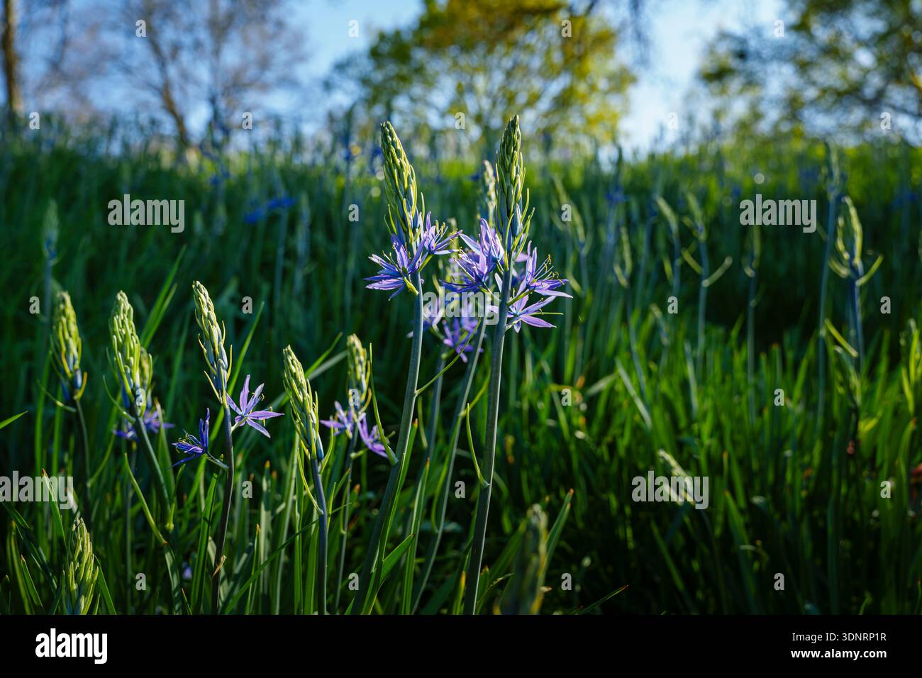 Im Frühjahr blühende blaue Camassia leichtinii im RHS Garden Wisley, Surrey, Südosten Englands Stockfoto
