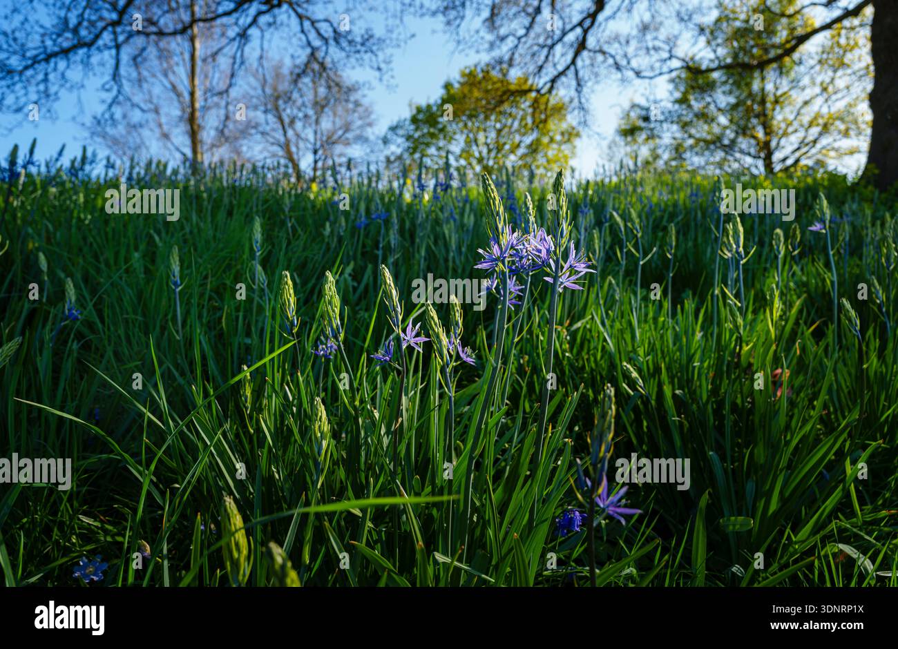 Im Frühjahr blühende blaue Camassia leichtinii im RHS Garden Wisley, Surrey, Südosten Englands Stockfoto