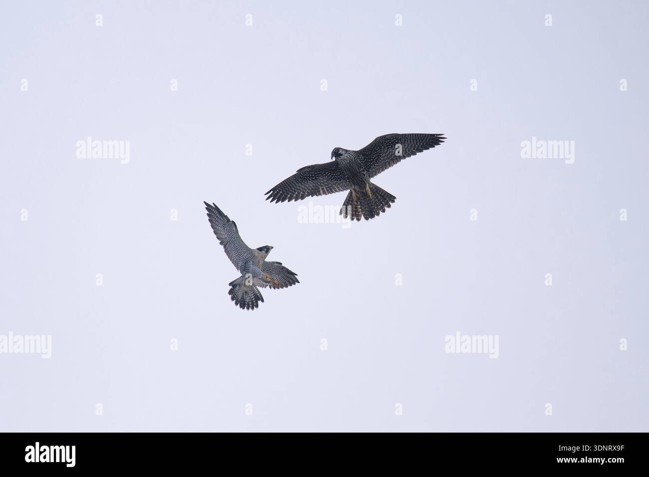 Kampf zwischen zwei frei lebenden Wanderfalken (Falco peregrinus) im Flug, Buenos Aires, Argentinien Stockfoto