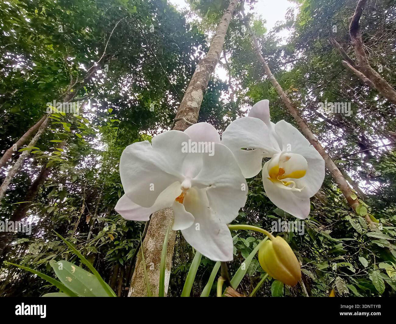 Weiße Orchideen blühen im tropischen Wald, Nahaufnahme mit gelben Zentren und üppig grünem Laubhintergrund, natürliche Umgebung im Freien. Stockfoto
