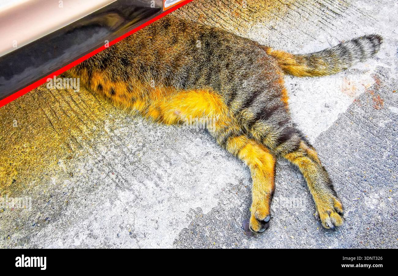 Niedliches Grau Grau Schwarz Orange Rot weiß verspieltes niedliches Katzenmäppchen schläft liegend und entspannt auf dem Boden unter einem Auto wegen der Hitze Stockfoto