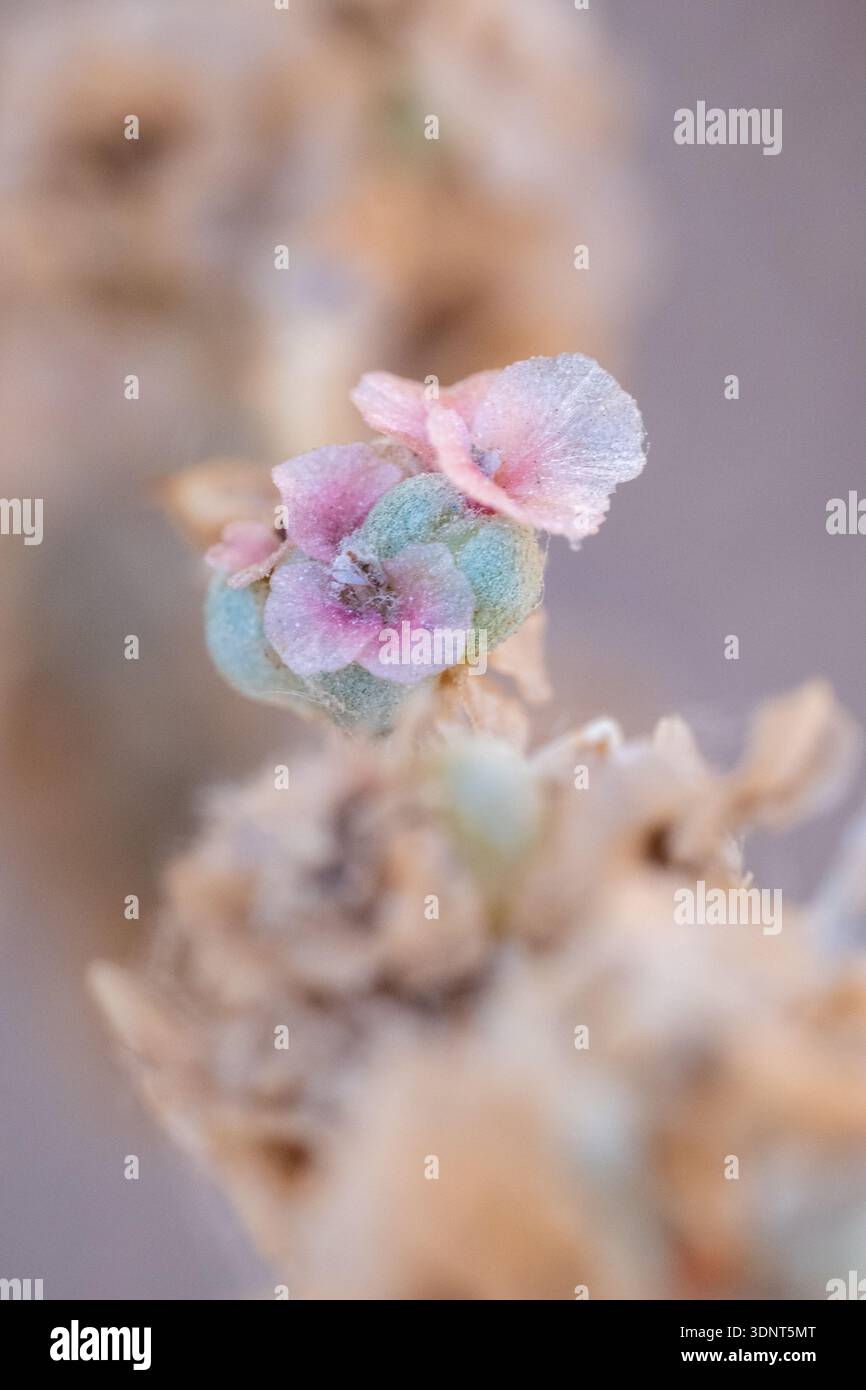 Bunte Brakts und Fruchtstrukturen der gelenkanabasis (Anabasis articulata) im Wadi Degla Protektorat, Ägypten. Stockfoto