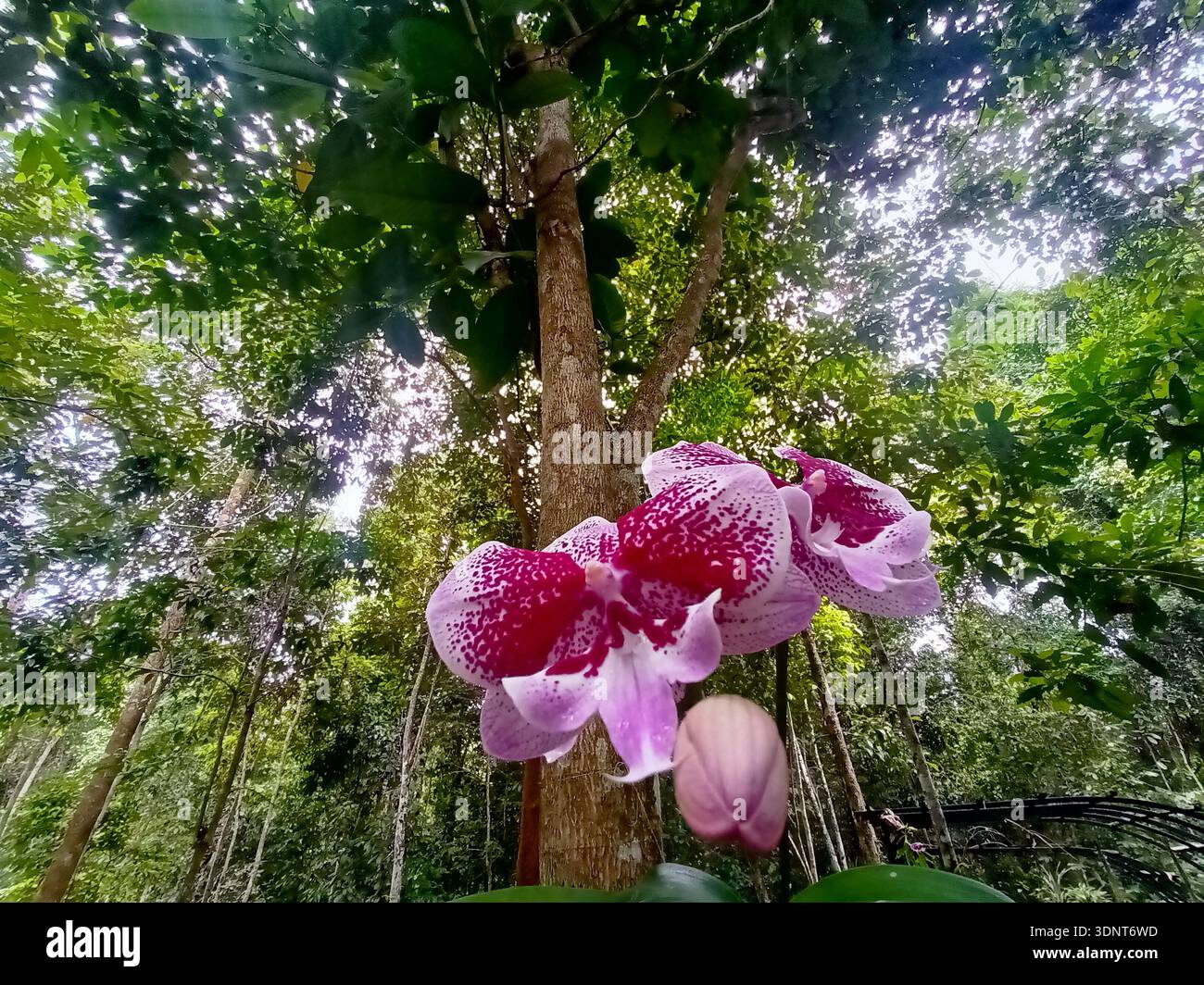 Rosafarbene und weiße gefleckte Orchideen blühen im tropischen Wald, Nahaufnahme mit üppig grünem Laubhintergrund, Ostasien. - Smartphone-aufgenommenes Stockfoto