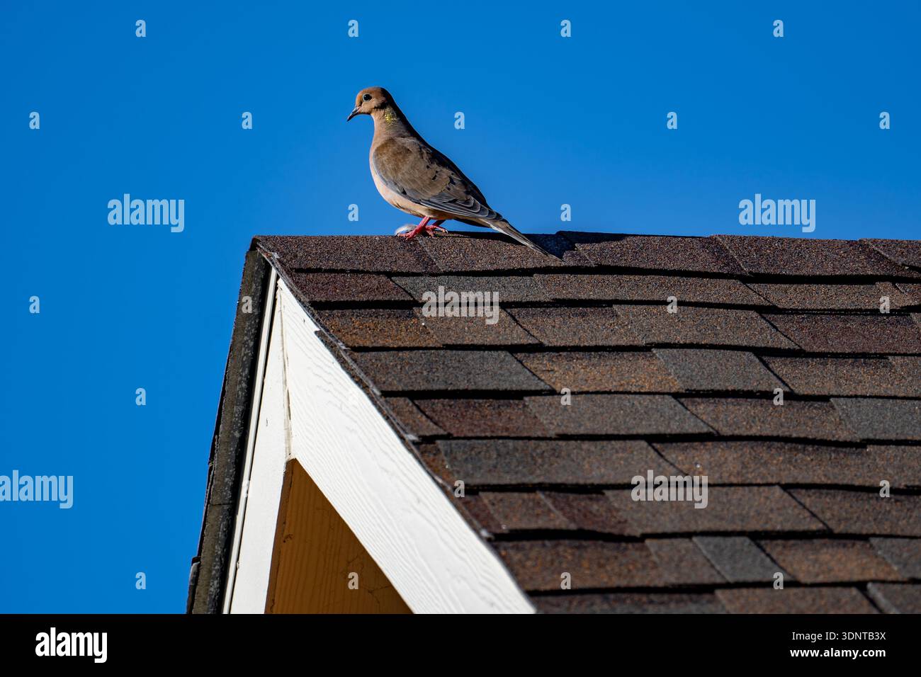 Plano, TX, USA - 8. November 2025: Trauertaube mit gelbem Fleck am Hals auf dem Dach vor blauem Himmel Stockfoto