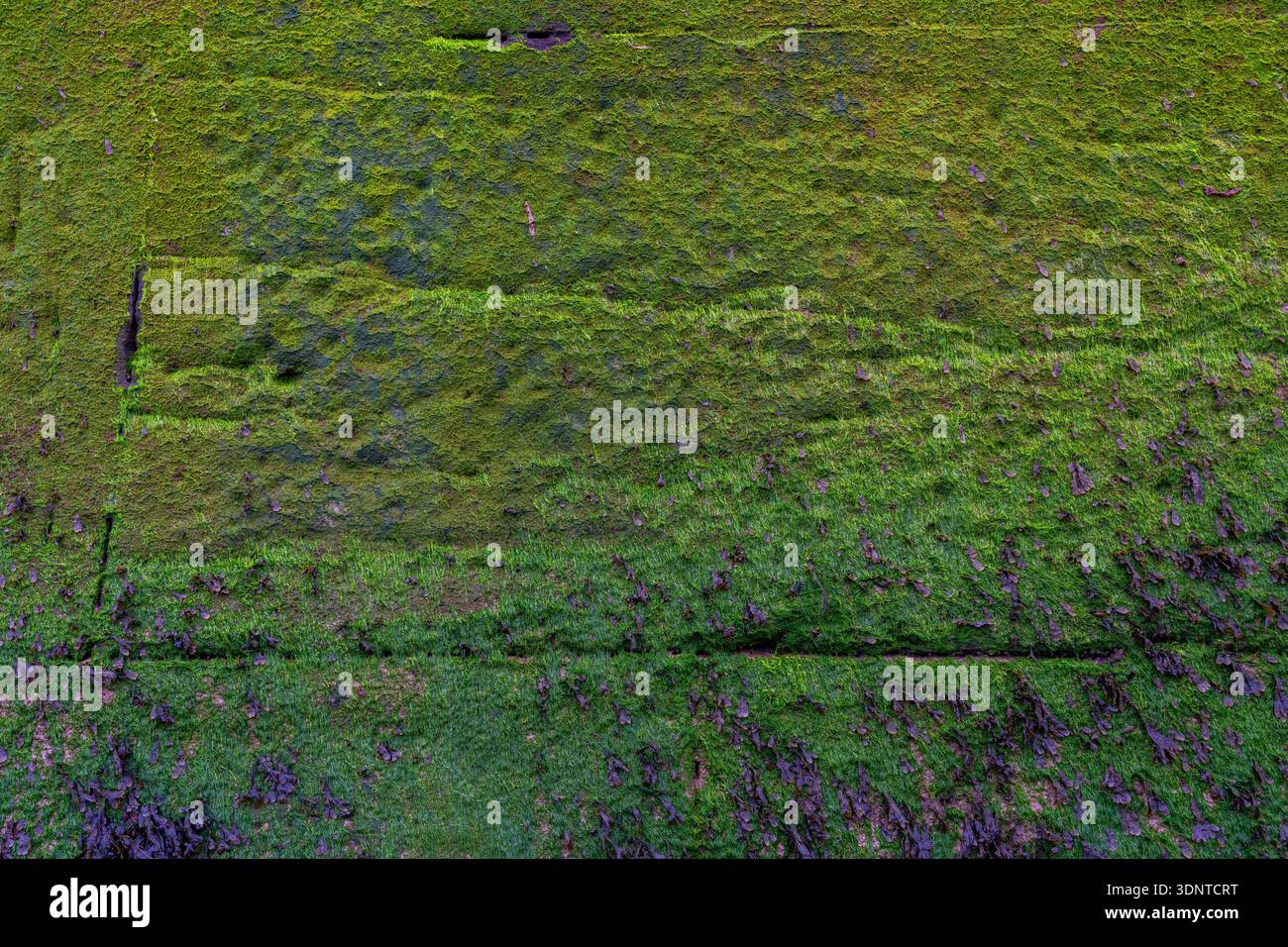 Grünes Moos und Algen, die eine Steinmauer bedecken Stockfoto
