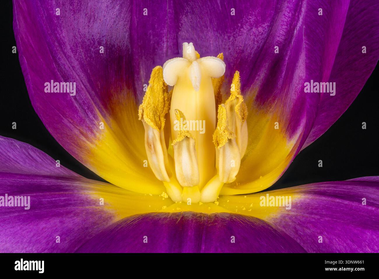 Eine Nahaufnahme der Innenseite einer violetten Tulpenblüte. Dieses Bild zeigt das zentrale Stigma oben auf dem Style, umgeben von Pollenbedeckten Antheren Stockfoto