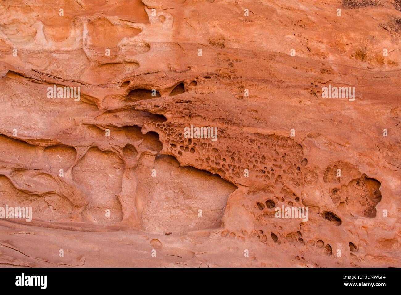 Tafoni- oder Felsenspitzenerosionsmuster in einer Sandsteinwand im Maze District, Canyonlands National Park, Utah. Stockfoto