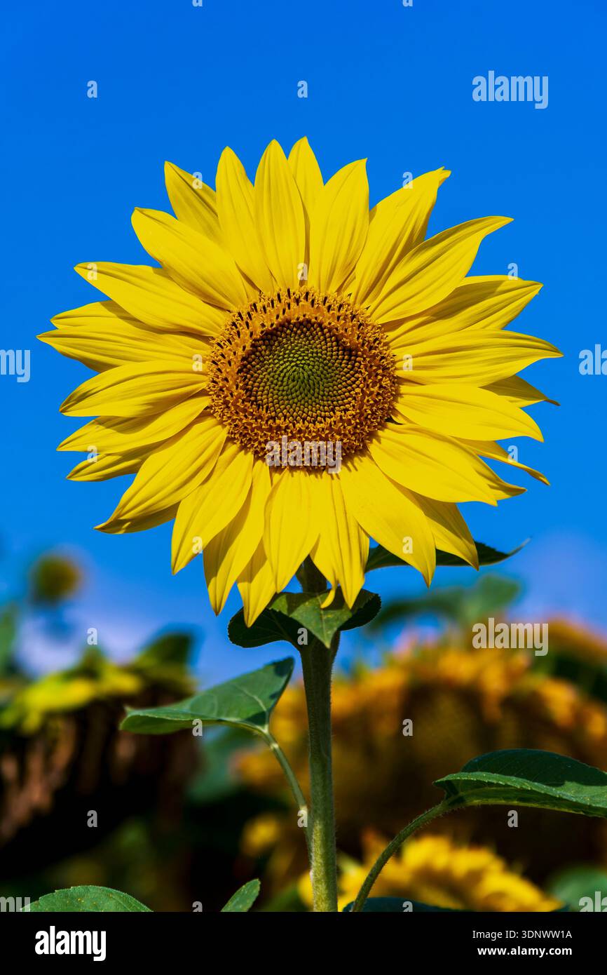 Gelbe Sonnenblumen gegen blauen Himmel Stockfoto