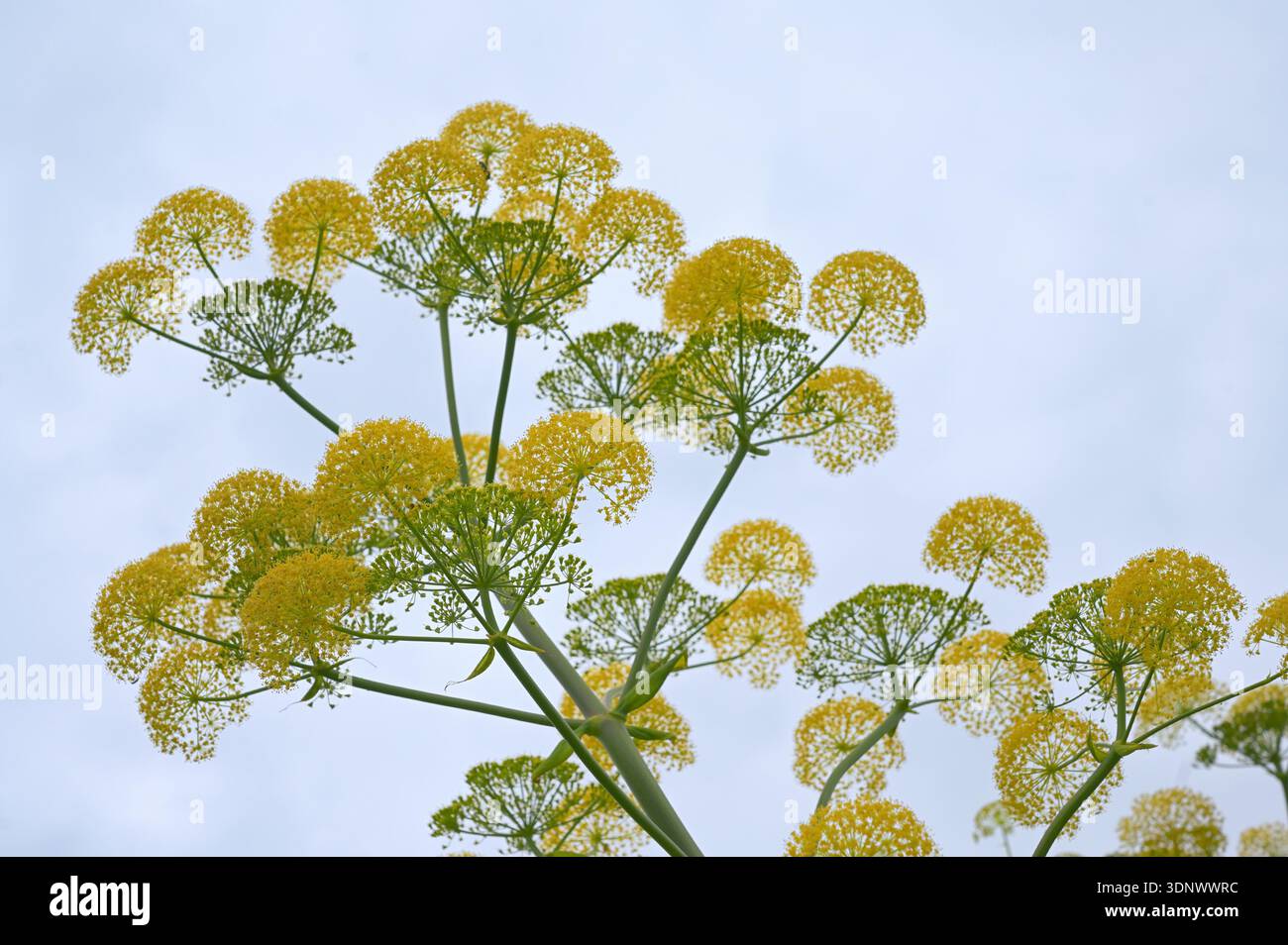 Close up Fennel Foeniculum vulgare Hardy mehrjähriges Kraut Stockfoto