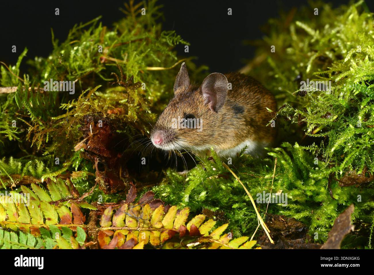 Waldmaus Apodemus sylvaticus Stockfoto