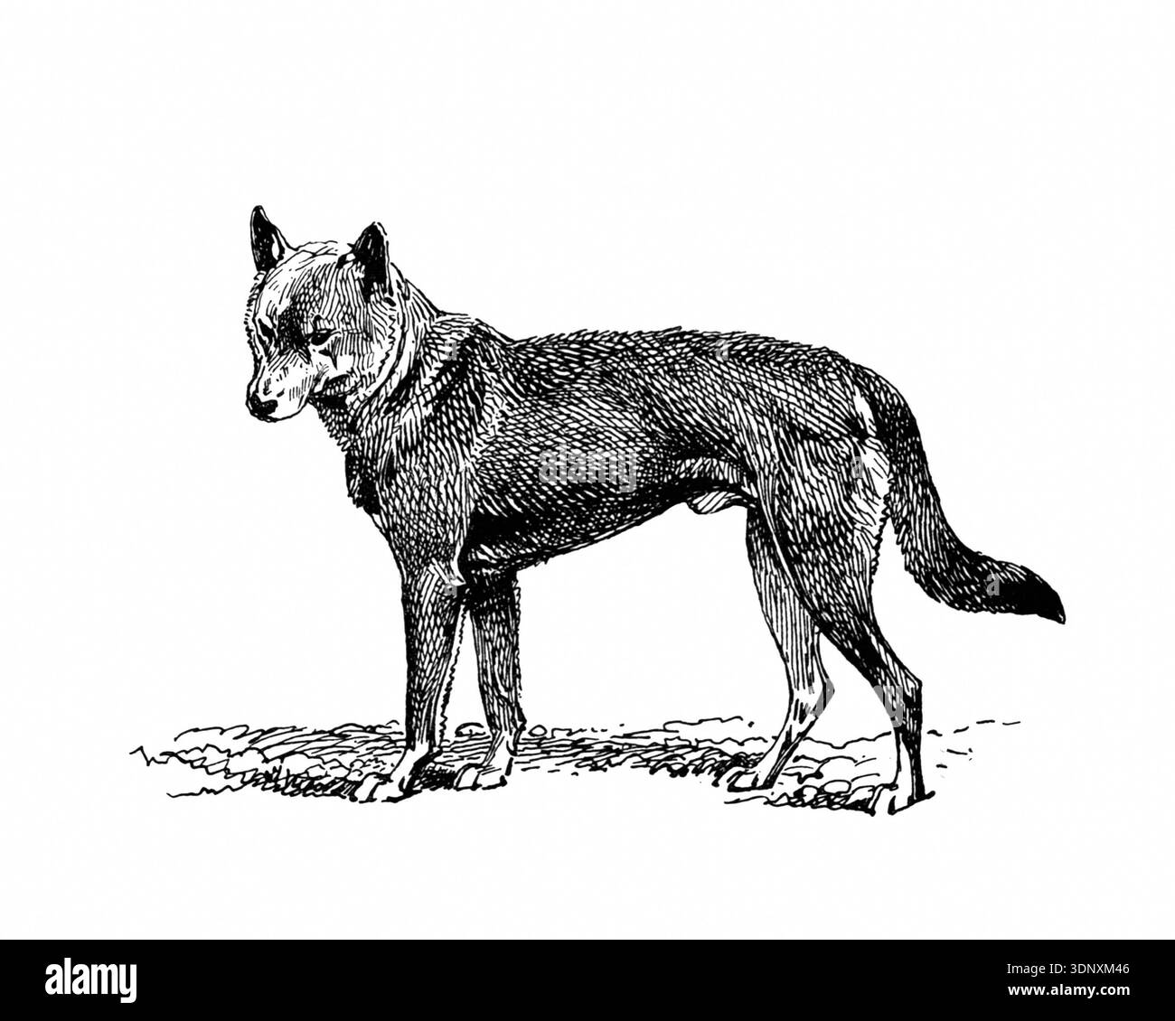 Hund Illustration, handgemachte Tusche Zeichnung, isoliert auf weißem Hintergrund, realistisches detailliertes Pelz, sauberer moderner Gravurstil. Australischer Dingo Stockfoto