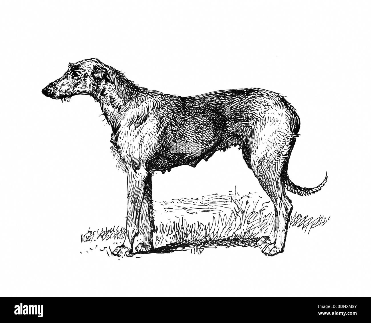 Hund Illustration, handgemachte Tusche Zeichnung, isoliert auf weißem Hintergrund, realistisches detailliertes Pelz, sauberer moderner Gravurstil. Irischer Wolfhound Stockfoto