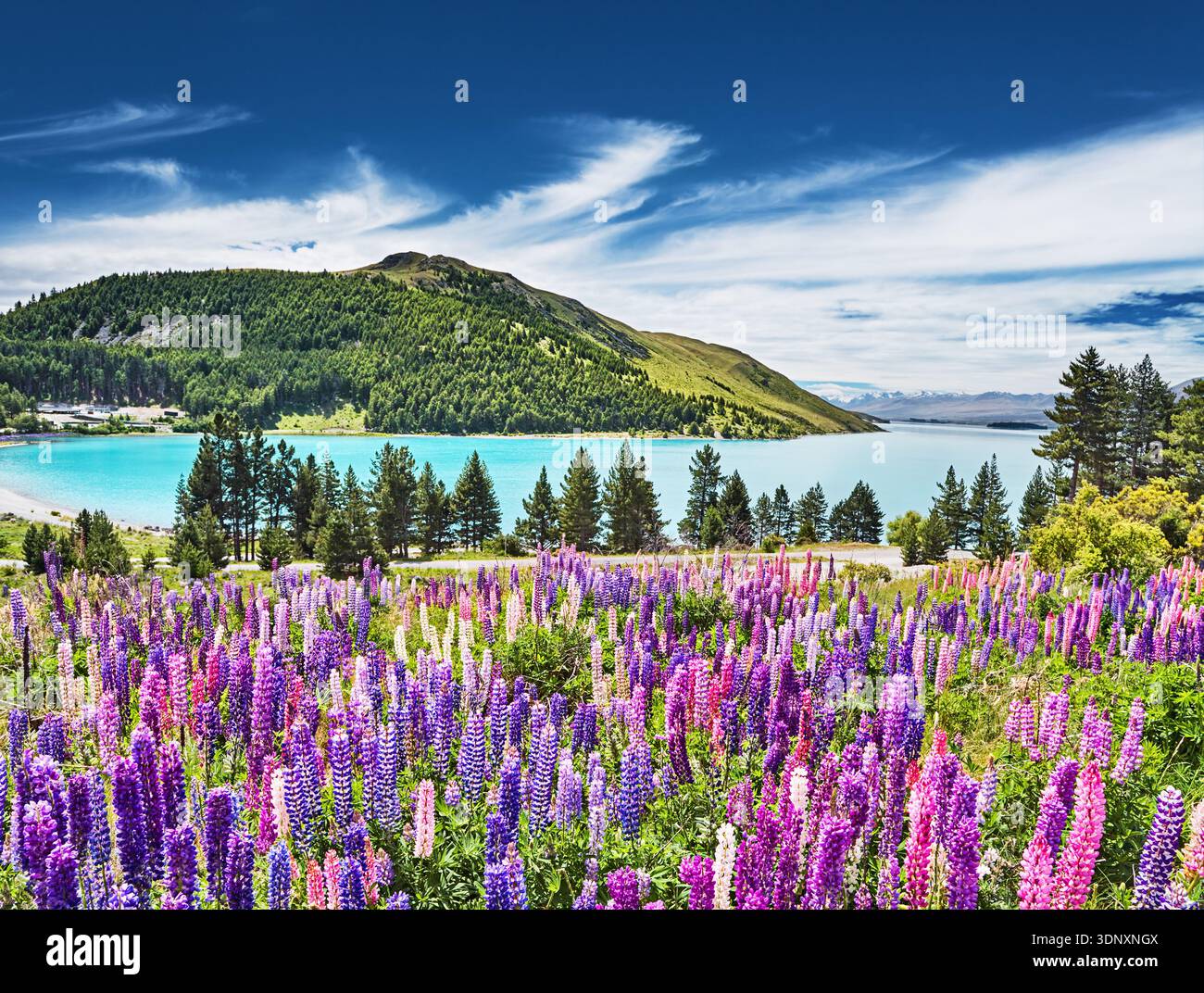 Wunderschöne Landschaft mit farbenfrohen Lupinen und Lake Tekapo in Neuseeland Stockfoto