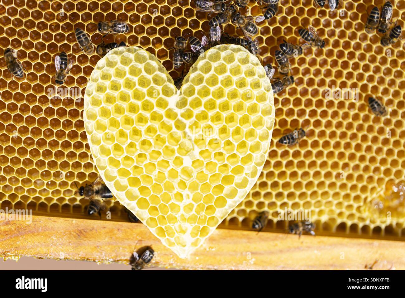 Eine herzförmige Wabe ist umgeben von Honigbienen, die die Schönheit und Bedeutung von Bestäubern unterstreicht. Dieses Bild unterstreicht die Bedeutung von Stockfoto