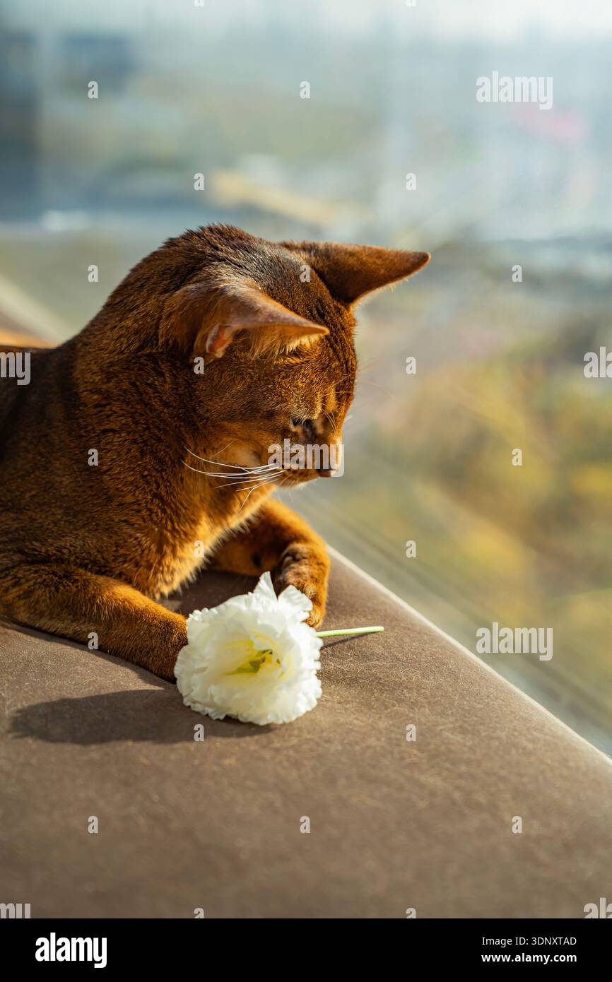 Eine elegante Abessinierkatze entspannt sich bequem auf einer Couch neben einer zarten weißen Blume und genießt das warme Sonnenlicht, das durch das Fenster einer A strömt Stockfoto