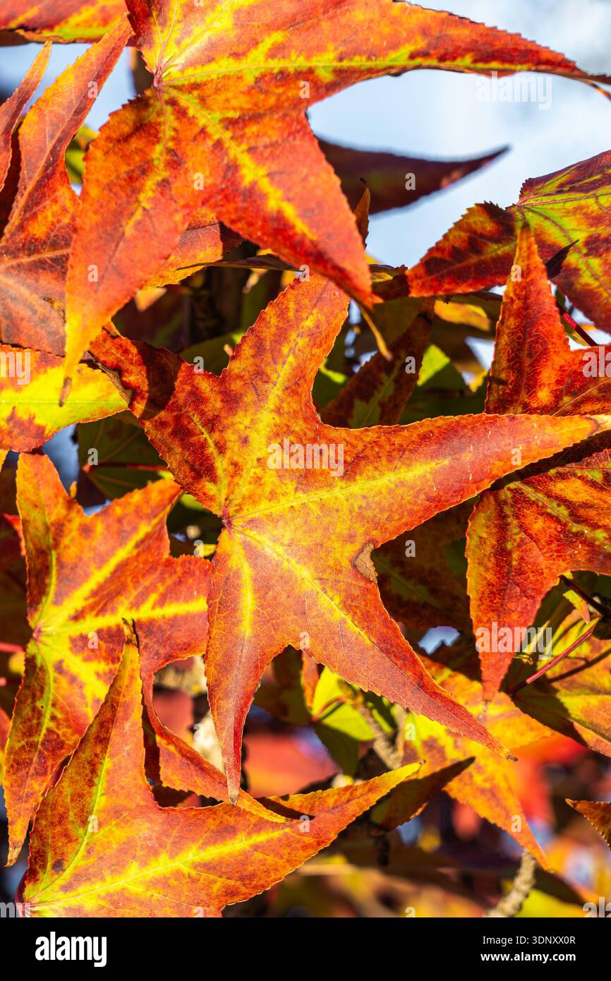 Eine Nahaufnahme leuchtender, sternförmiger Herbstblätter in Orange- und Gelbtönen, die das Wesen des Herbstes mit Sonnenlicht einfangen, das ihre faszinierende Schönheit unterstreicht Stockfoto