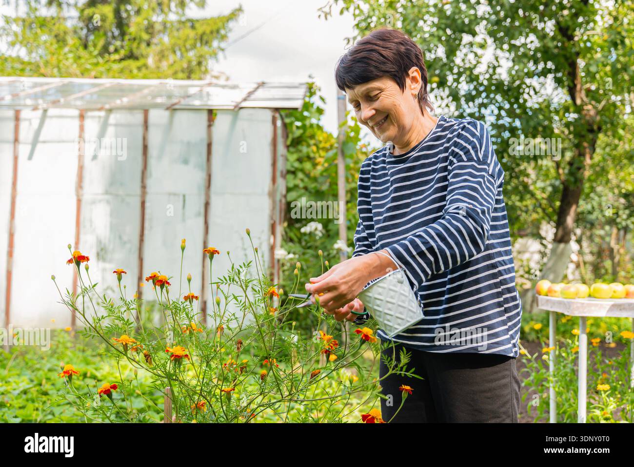 Eine Frau pflegt ihren Garten und pflückt sorgfältig Ringelblumen und Ringelblumen, um ihren eigenen hausgemachten Tee zu kreieren. Das üppige Grün umgibt sie mit einem s Stockfoto