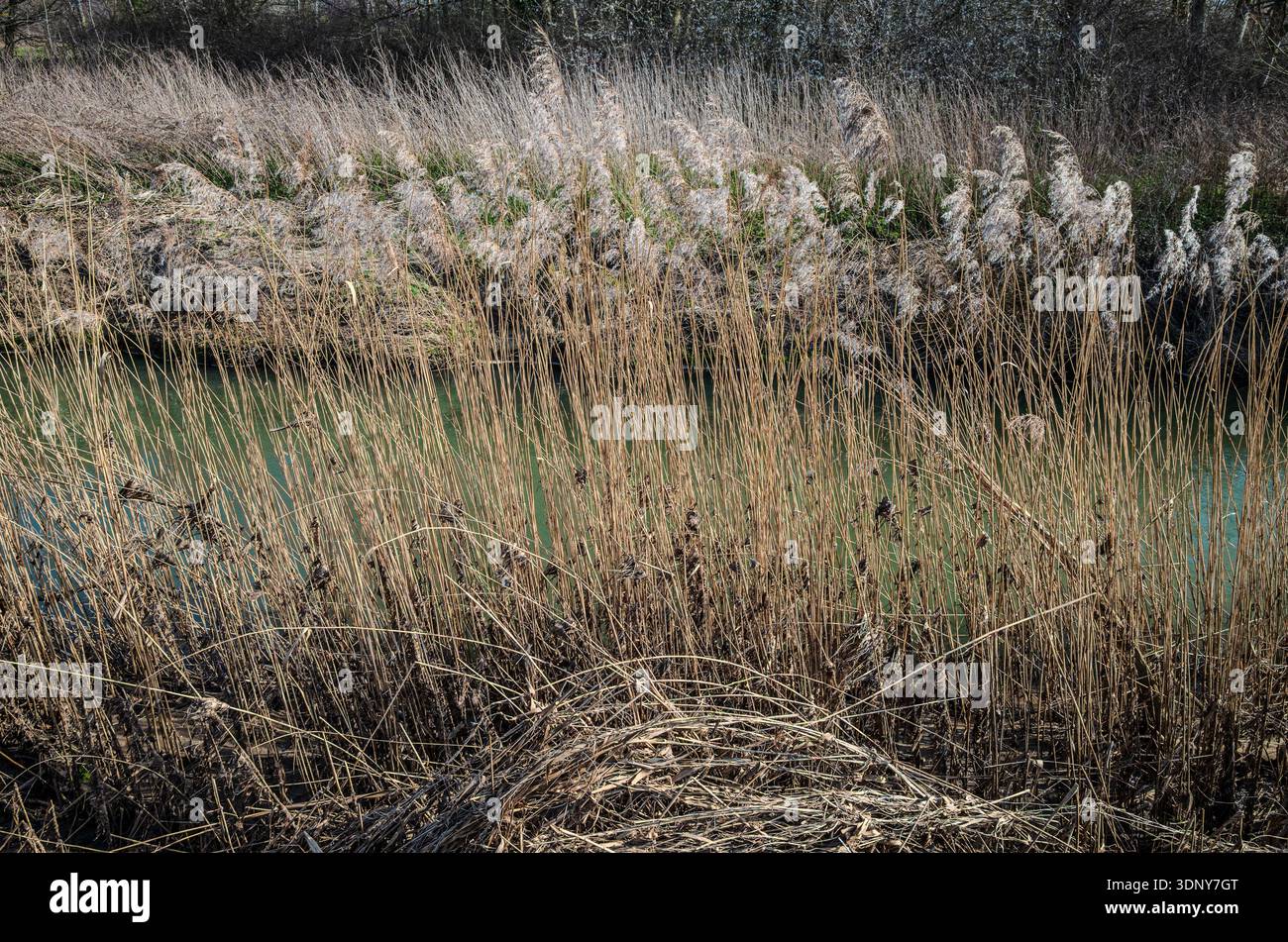 Getrocknete blühende hohe Gras mit goldenen Stielen, die ein schmales Ufer in einer ländlichen Landschaft Großbritanniens säumen, schaffen eine abstrakte Frühjahrsszene. Stockfoto