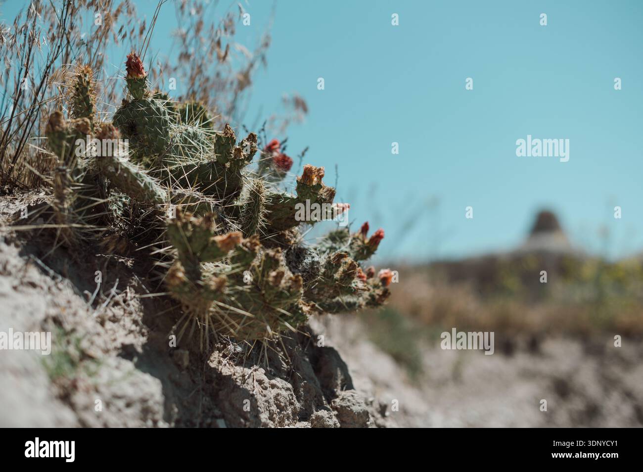 Black Hills, South Dakota Stockfoto